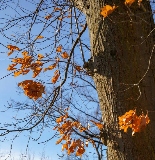 How do seasonal colour trends impact my refurbishment choices