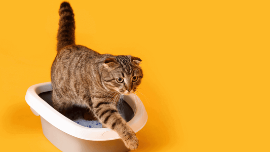 The Design Enthusiast's Guide to Choosing the Perfect Litter Box